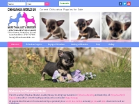Chihuahua World UK - Home of the UK's best Chihuahua Puppies for Sale.
