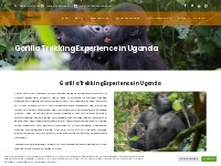 Gorilla Trekking in Uganda - Churchill Safaris