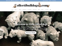 Bulldog Museum Brighton | English Bulldog Antique Collection