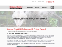 Wildlife Removal Services in Kansas City: Local Critter Control