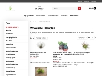 Wholesale Tillandsia