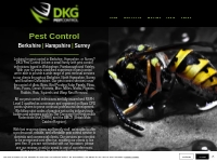 DKG Pest Control Berkshire   Hampshire | Wasps, Rats, Mice   More