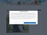 What s Not Included With Dog Insurance Policies | Dog Insurance