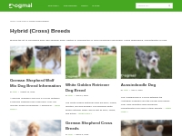 Crossbreeds | Hybid Dogs | Mixed Breed Dogs