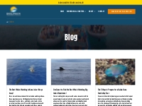        Swim & Snorkel Big Island, Hawaii Blog | Dolphin Discoveries
