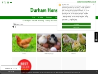            Hens for Sale Hatching Eggs Chicks and Poultry Supplies