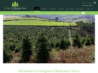 Wholesale Christmas Trees Supplier Welsh, British - Evergreen Christma