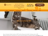 Best Cat Sitters in NYC | Cat Sitters Near Me | Four Bare Paws