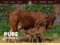   	Desi Ghee in India - A2 Cow Ghee Buy Online - Gir AmritPhal