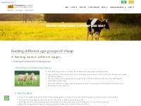 Sheep and Goat Feeding Management | Grand Master