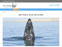 Gray Whale Feeding | Grey Whale Watching In Baja Lagoons