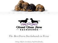 Dachshund Puppies For Sale | United States | Hound House Farm