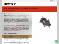 One Of The Top Rodents Control in Singapore 2024 - iPest Management