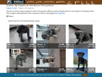 Puppies for Sale in Pennsylvania - Find Your Ideal Companion | K9Stud