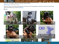 Siberian Husky Puppies for Sale - Loyal and Energetic Companions | K9S