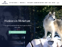 Kika s Klee Kai - Miniature Husky Puppies - Miniature Huskies for Adop