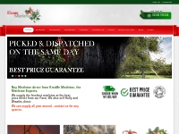 Buy Fresh Organic Mistletoe Online - Buy Mistletoe