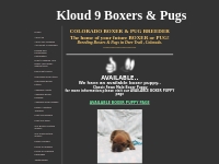 Colorado Boxer Breeders, Kloud 9 Boxers   Pugs, Elizabeth Colorado