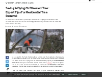 Saving a Dying or Diseased Tree: Expert Tips for Residential Tree Remo