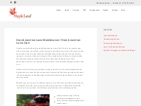 Lawn Maintenance   Lawn Care | Maple Leaf Landscaping