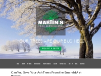 Can You Save Your Ash Trees From the Emerald Ash Borer?