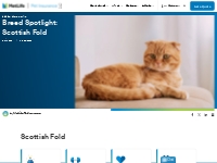 Breed Spotlight: Scottish Fold | MetLife Pet Insurance