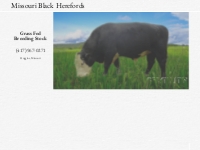 Black Herefords for Sale  -  Breeding The Extraordinary