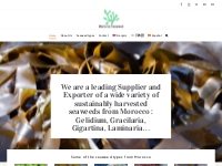Morocco Seaweed - Seaweed Supplier and Exporter in Morocco