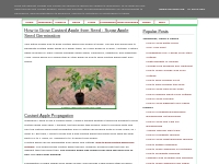 How to Grow Custard Apple from Seed : Sugar Apple Seed Germination