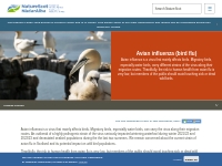 Avian influenza (bird flu) | NatureScot