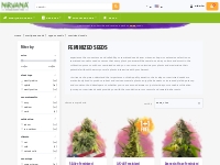 Buy feminized cannabis seeds online - High-quality strains for success