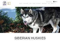 Siberian Huskies | NorSled