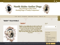  BUDDY   YELLOW LABRADOR RETRIEVER STUD   North Idaho Shed Antler Dogs