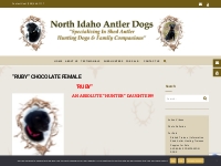  RUBY  CHOCOLATE LABRADOR RETRIEVER FEMALE   North Idaho Shed Antler D