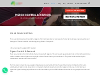 Pigeon Control   Removal | Pigeon   Bird Control in Adelaide