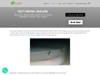 Pest inspection   Control Services for Insects | Oz Pest Adelaide