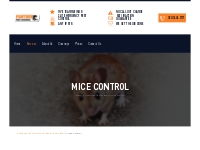24/7 Mice Control Services London | Panther Pest Control