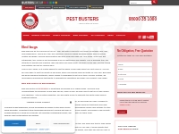 Bed bug control in Birmingham - Pest Busters