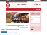 Insect Control and Wasp Control Services   Removal UK