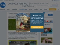 Animal Issues | PETA