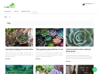 Explore Plant Rabit's Informative Blogs | Online Plant Nursery India