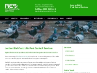 Bird Control Services in London | Regional Environmental