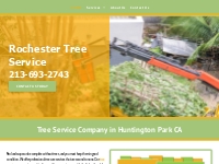 Tree Company | Tree Specialist | Huntington Park CA