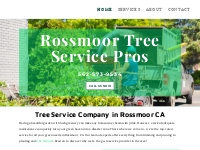 Tree Company | Tree Specialist | Rossmoor, CA