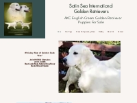 Satinsea International Golden Retrievers | golden retriever puppies