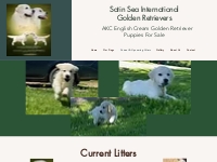 Current   Upcoming Litters | Satin sea International Golden Retrievers