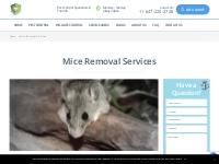 Mice Removal Services - SIA Wildlife Control Inc.