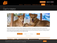 Dogs For Adoption | Soi Dog Foundation