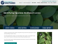 Japanese Knotweed Leaves Identification -Southwest Knotweed