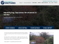 How to Identify Japanese Knotweed in Winter -Southwest Knotweed